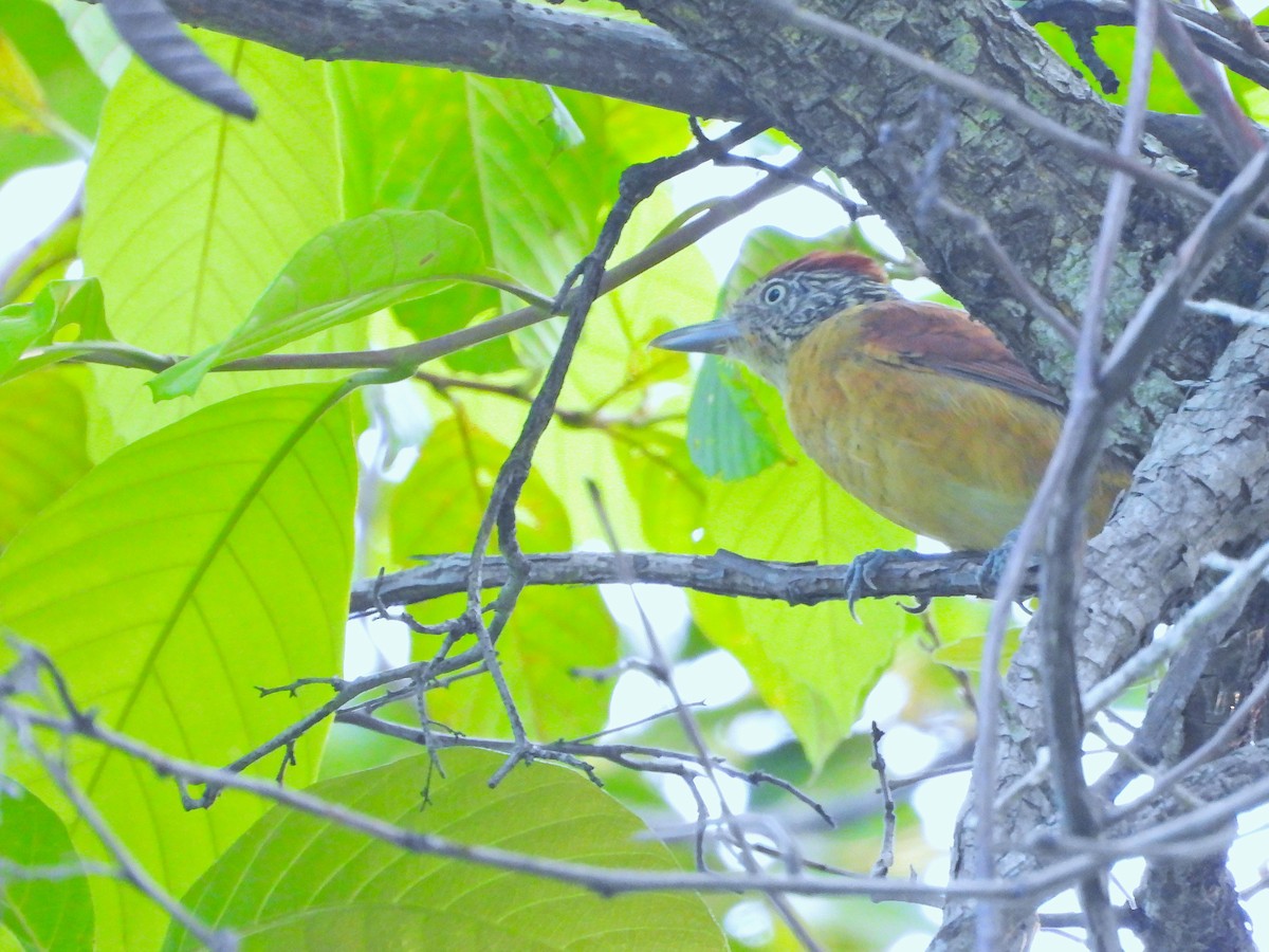 Batara rayé - ML647394727