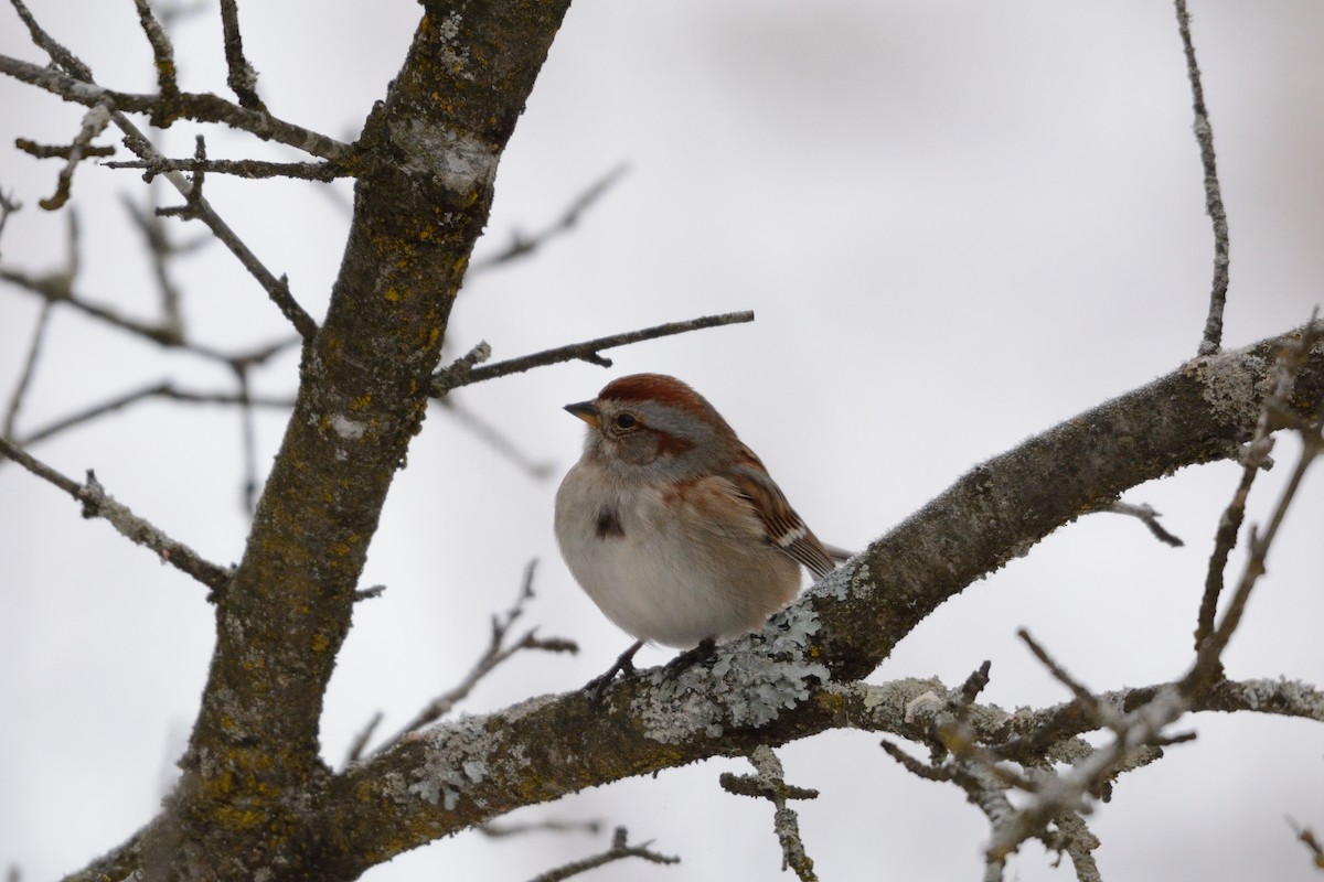 American Tree Sparrow - ML647394729