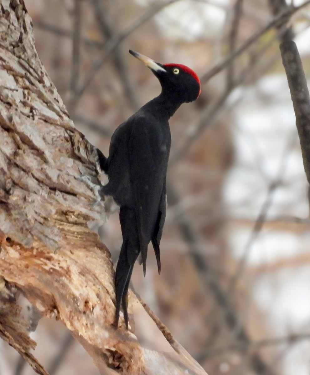 datel černý - ML647394735