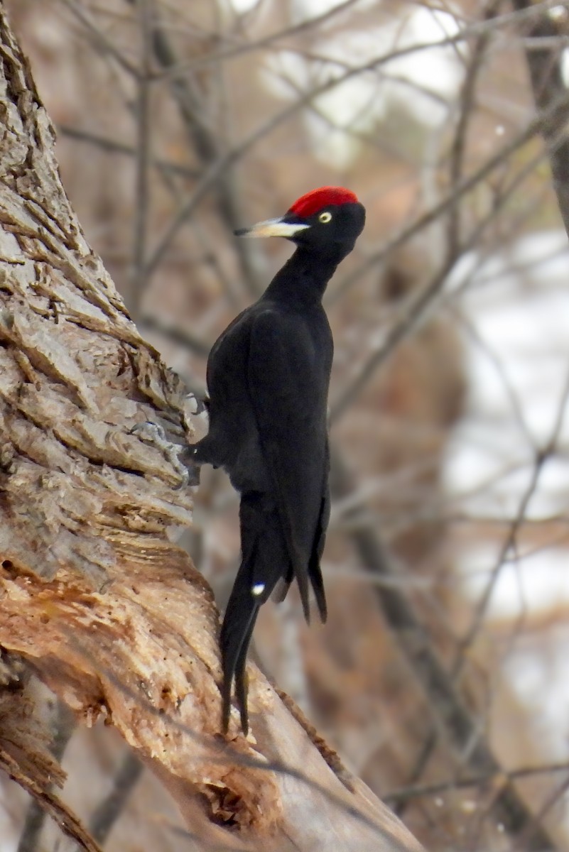 datel černý - ML647394736