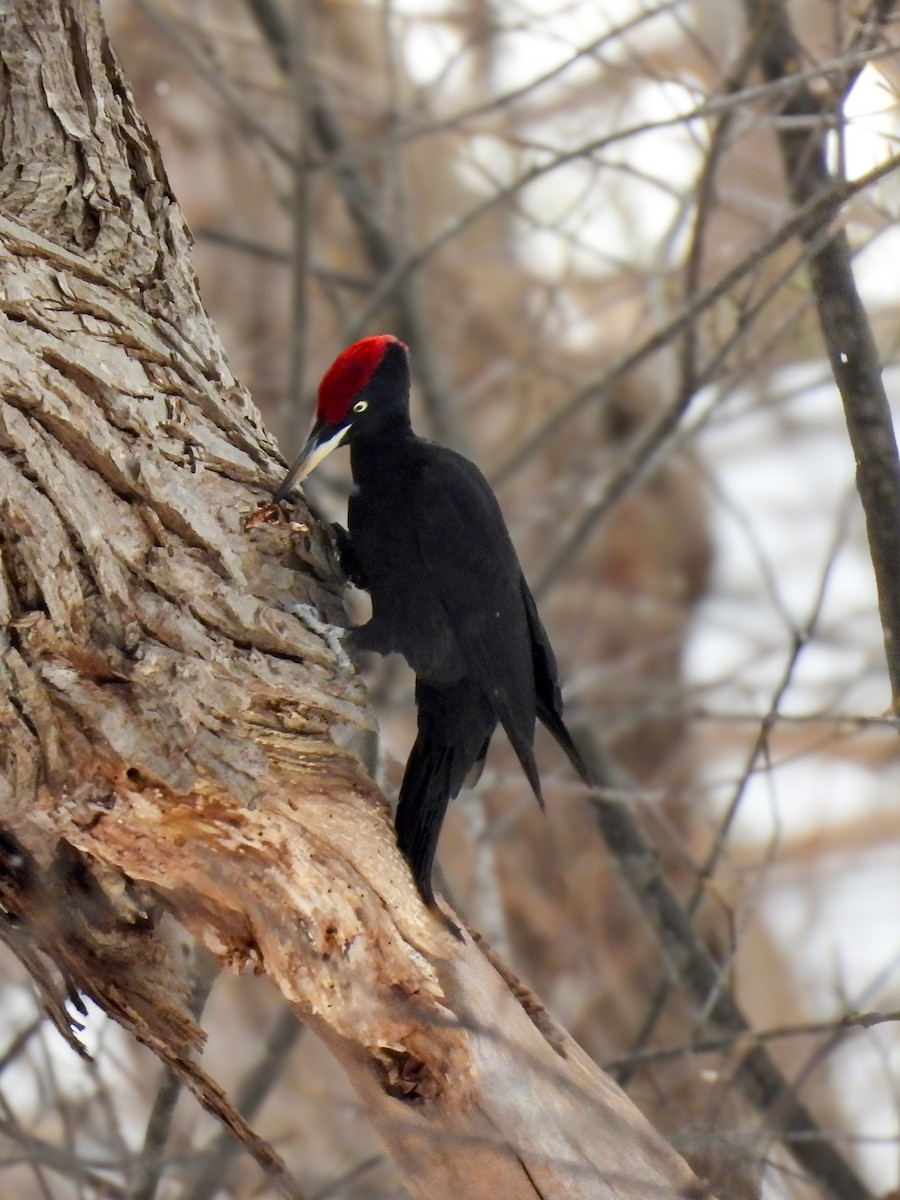 datel černý - ML647394737