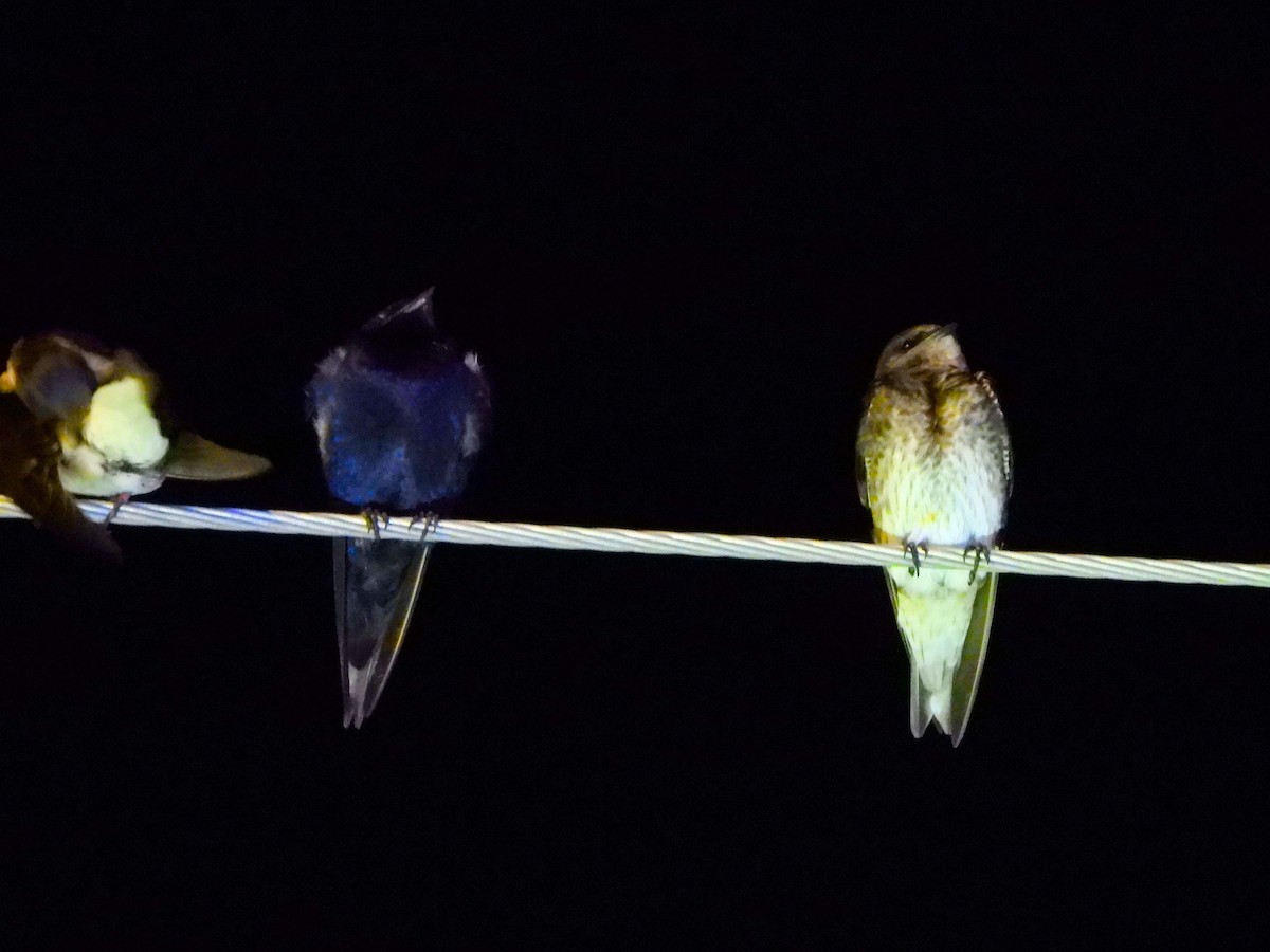 Hirondelle noire - ML647394745