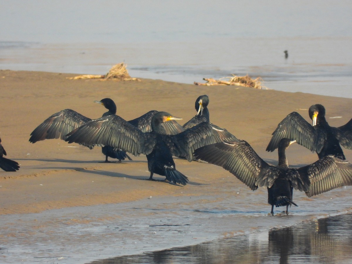 Great Cormorant - ML647394750