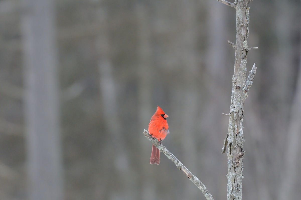 Northern Cardinal - ML647394752