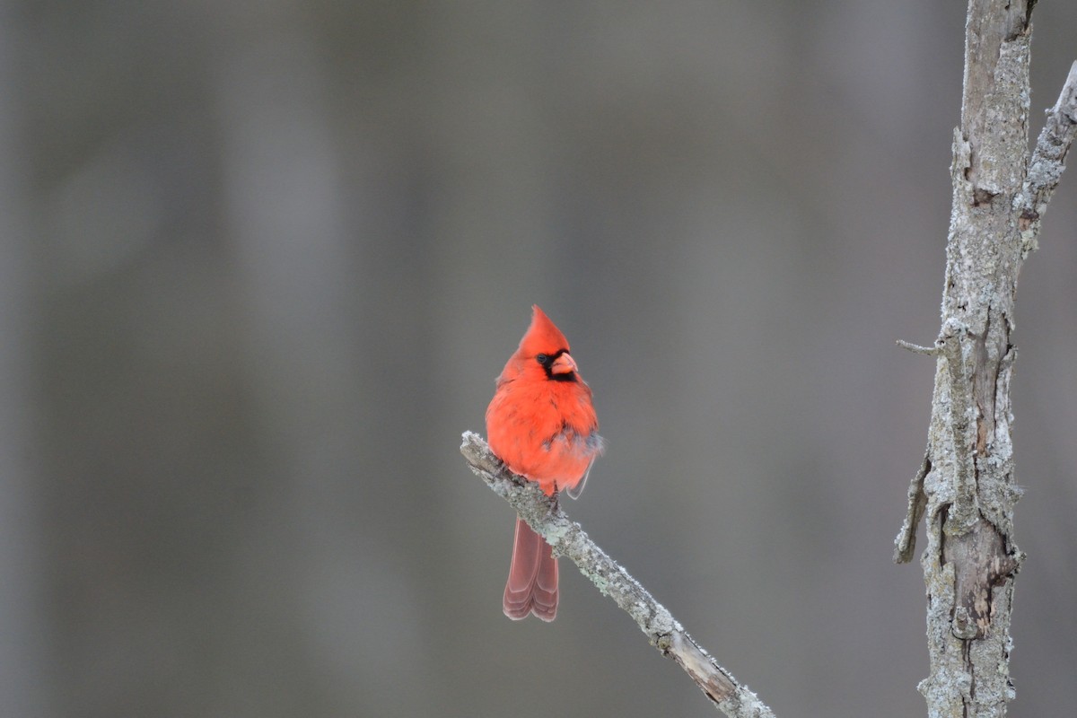 Northern Cardinal - ML647394753