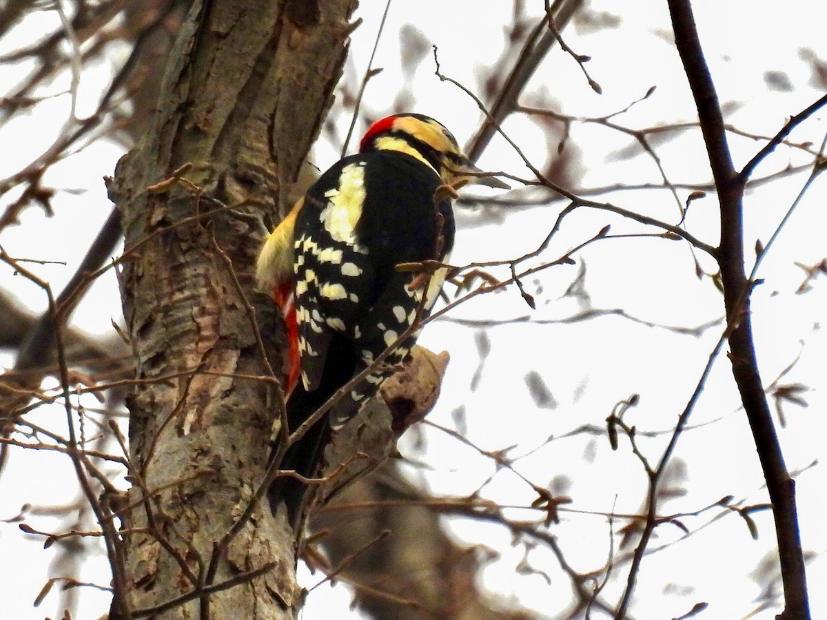 strakapoud velký - ML647394761