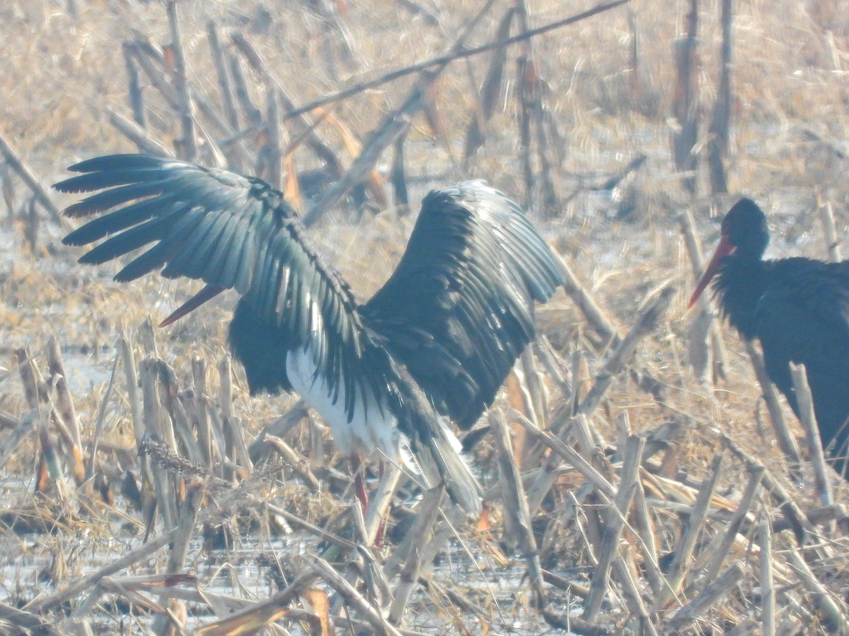 Black Stork - ML647394762