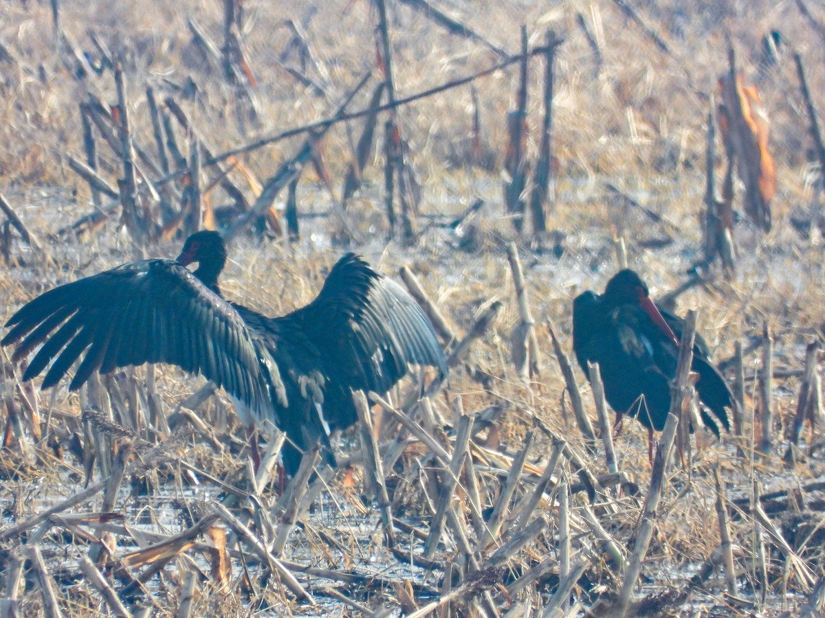 Black Stork - ML647394763