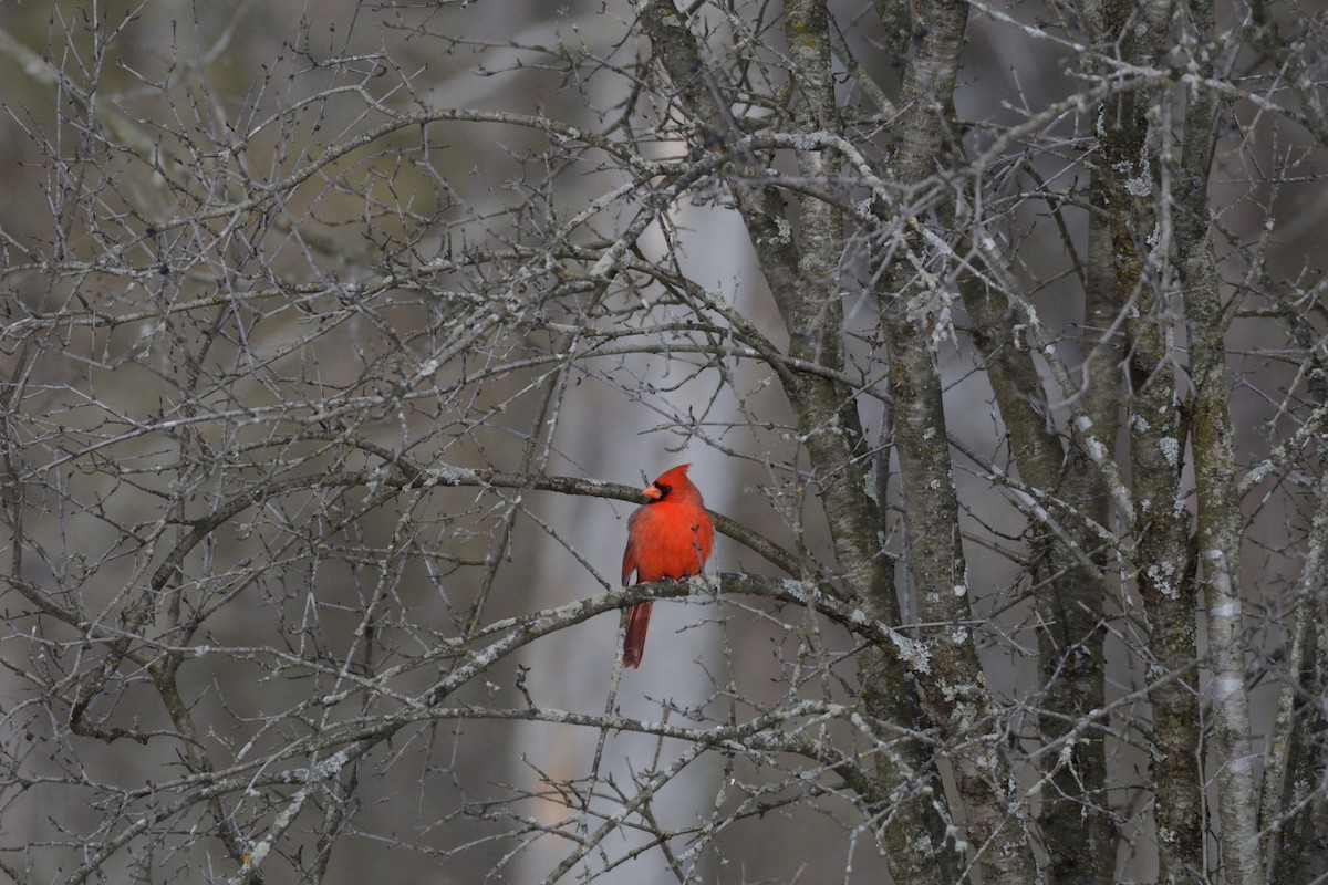 Northern Cardinal - ML647394765