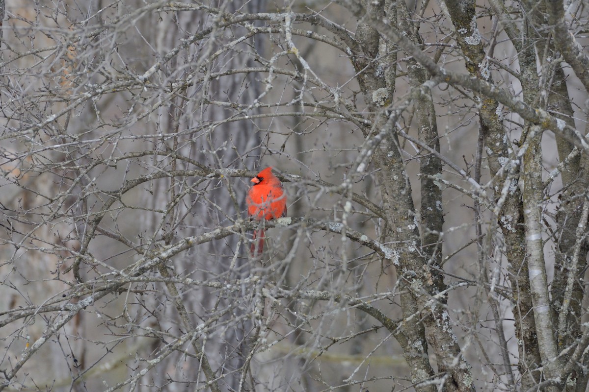 Northern Cardinal - ML647394766