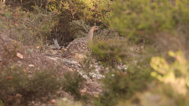 Malleefowl - ML647394769