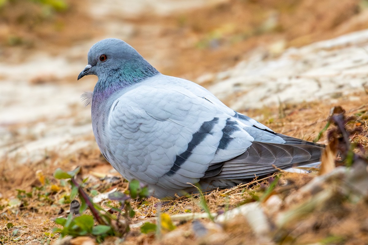 Hill Pigeon - ML647394775