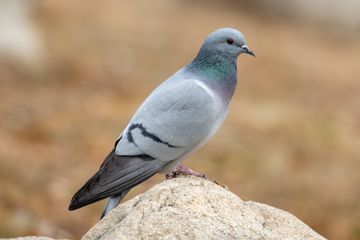 Hill Pigeon - ML647394776