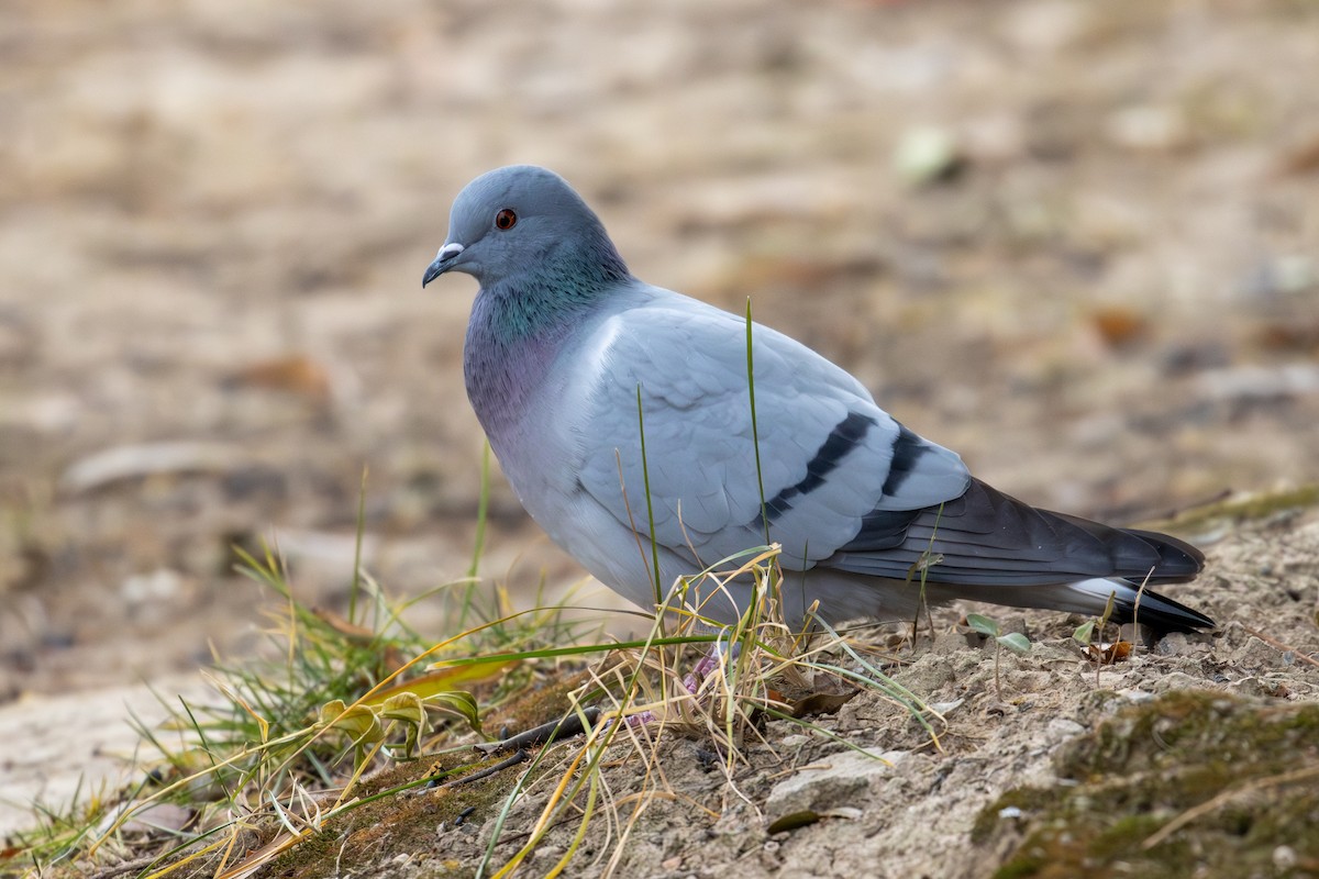 Hill Pigeon - ML647394777