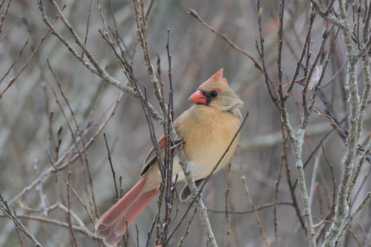 Northern Cardinal - ML647394779