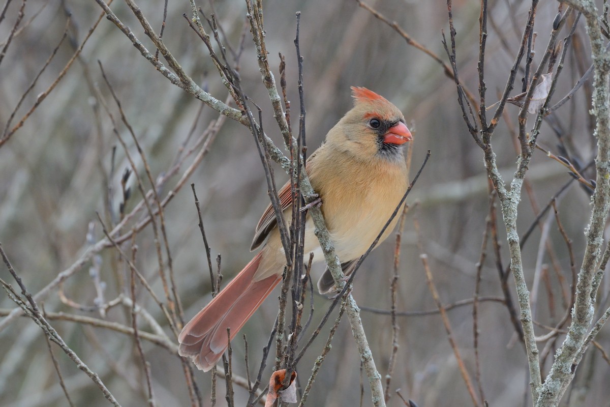 Northern Cardinal - ML647394780