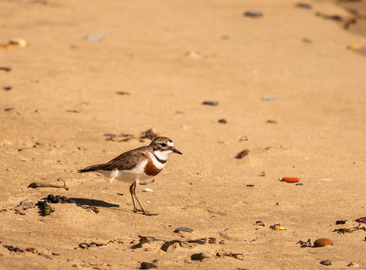 Double-banded Plover - ML647394783