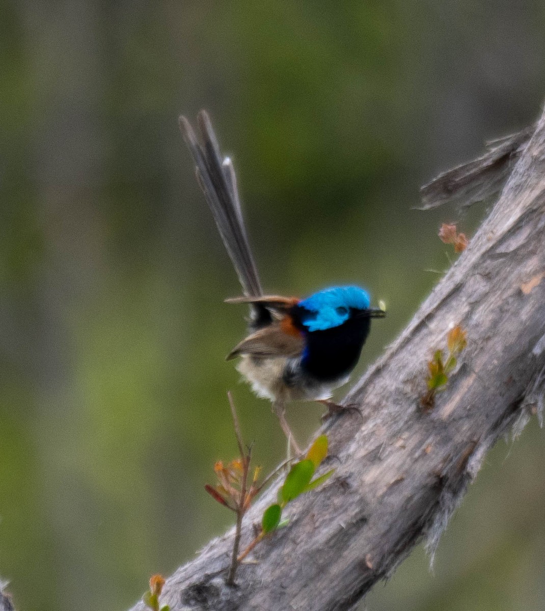Variegated Fairywren - ML647394789