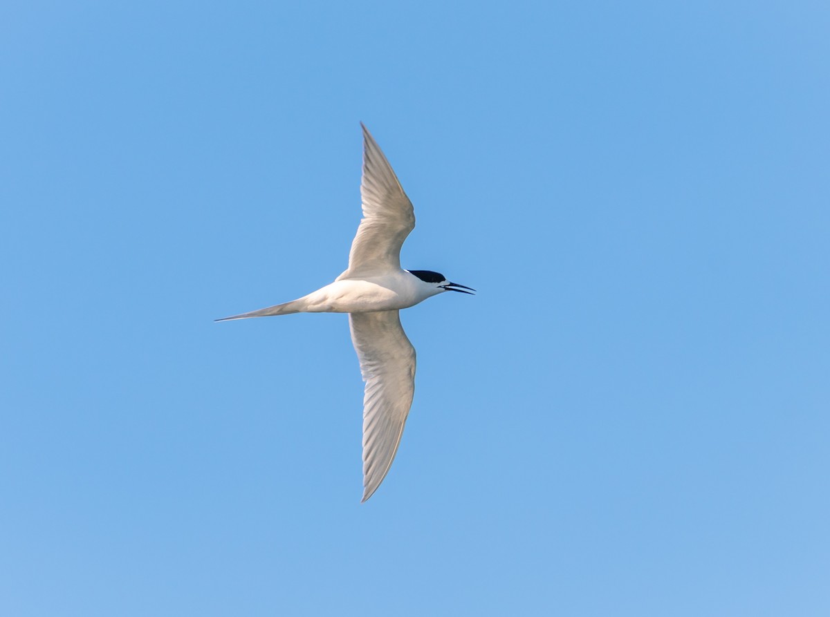 שחפית לבנת-מצח - ML647394791