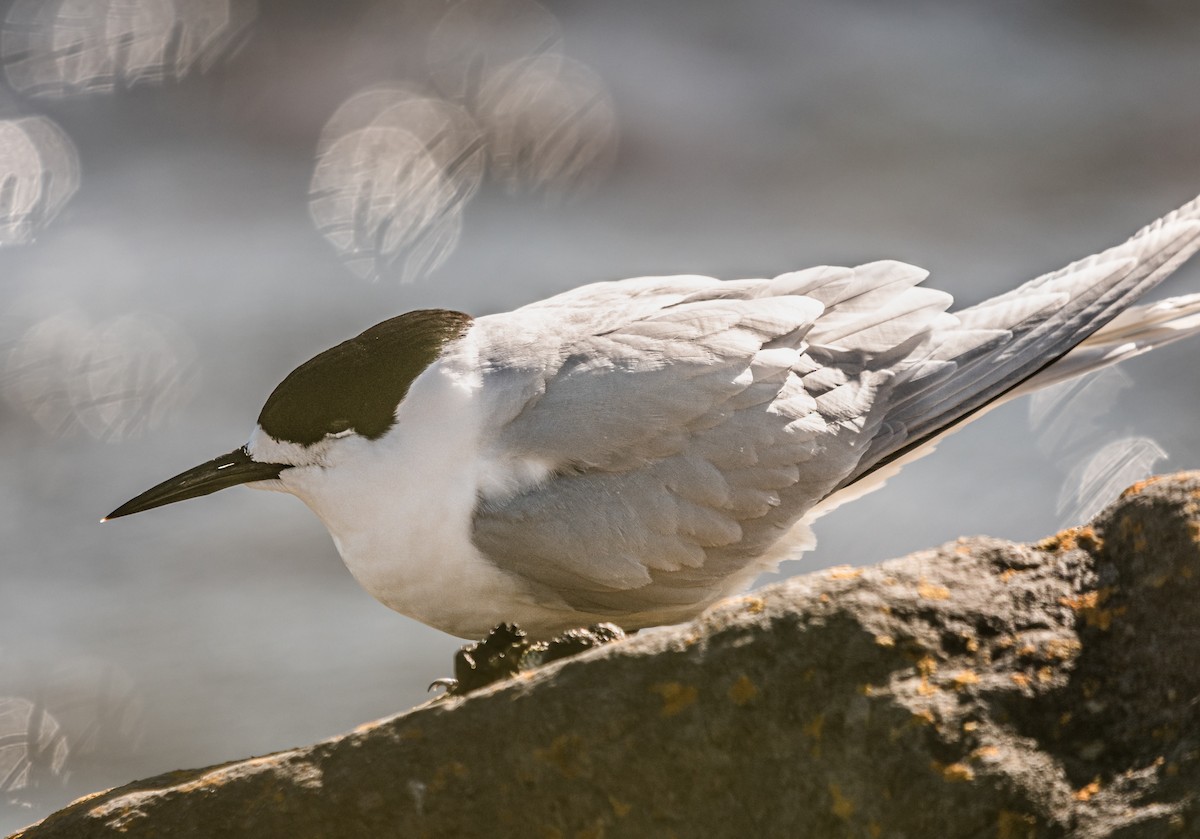 שחפית לבנת-מצח - ML647394792