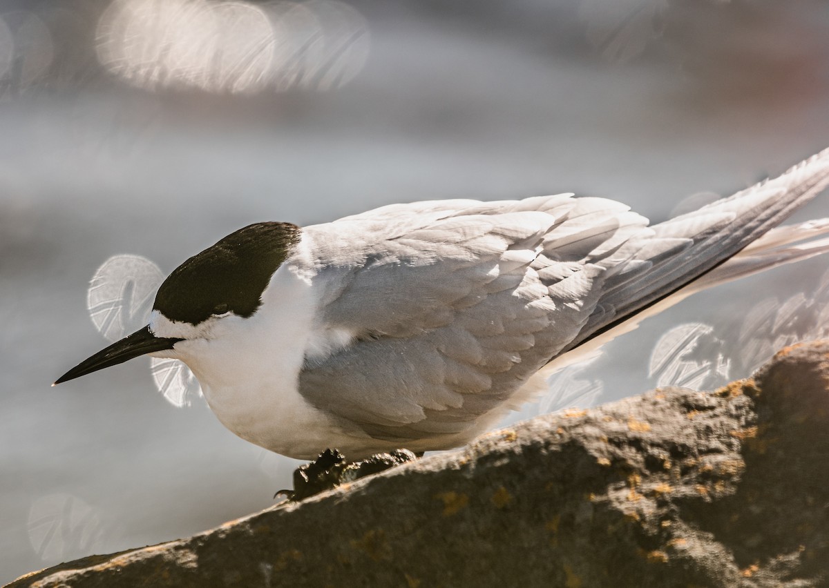 שחפית לבנת-מצח - ML647394793