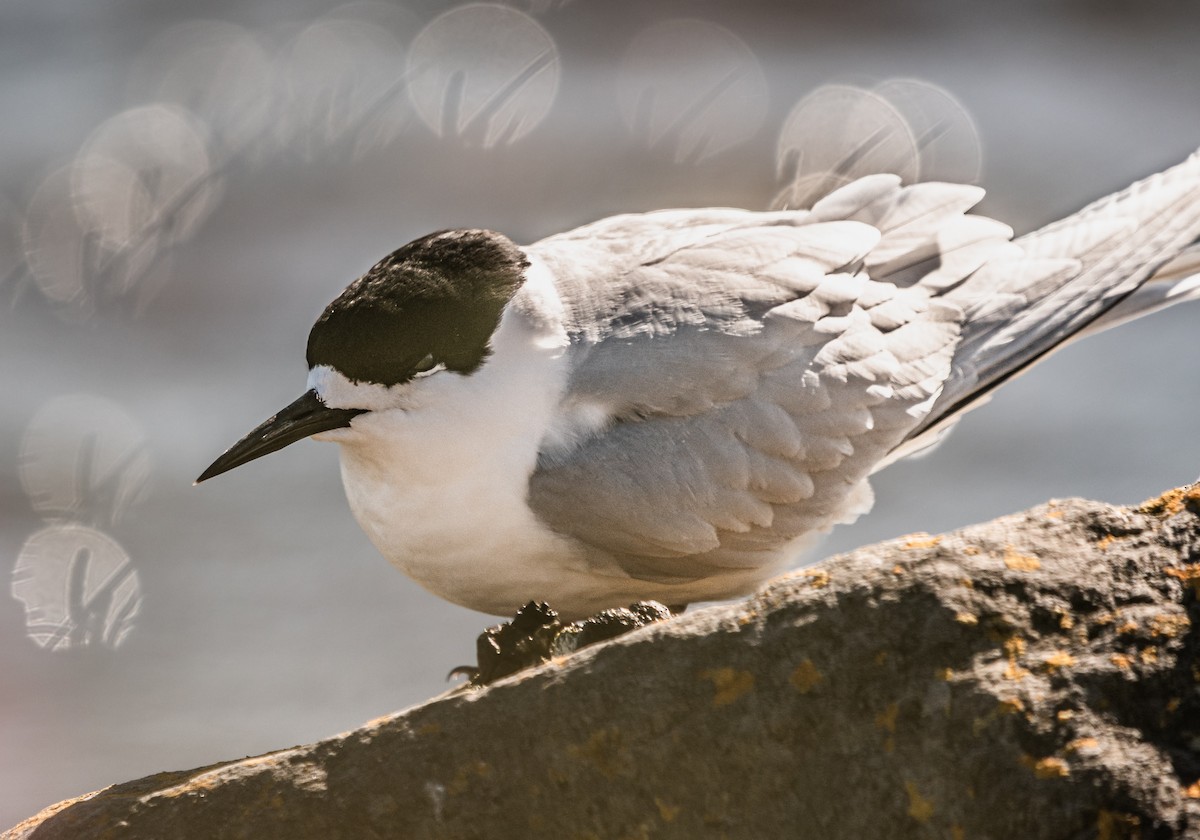 שחפית לבנת-מצח - ML647394794