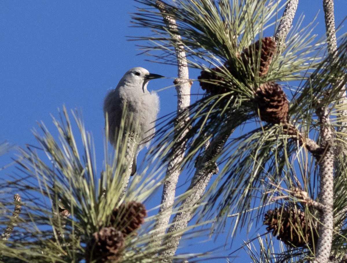 Çam Kargası - ML647394800