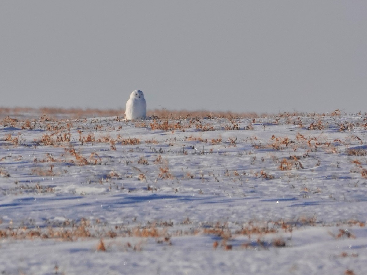 Snowy Owl - ML647394807