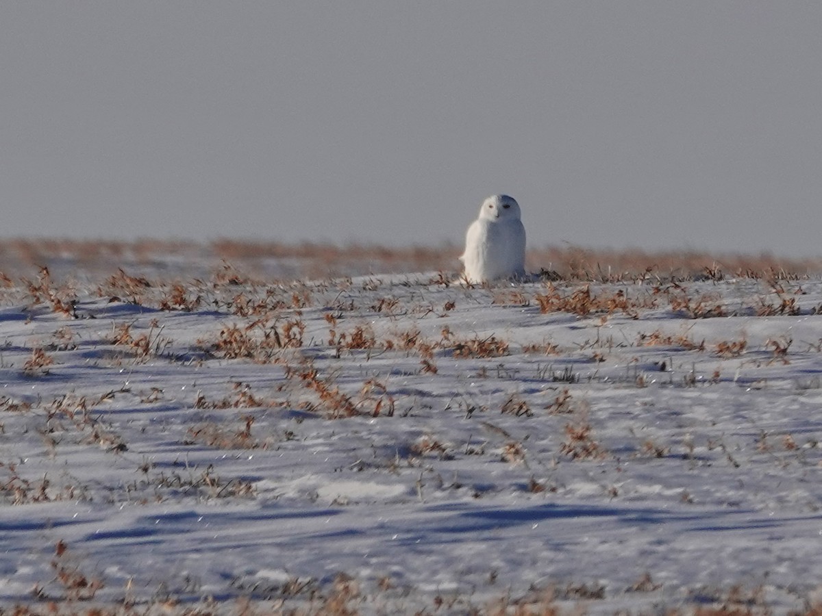 Snowy Owl - ML647394808