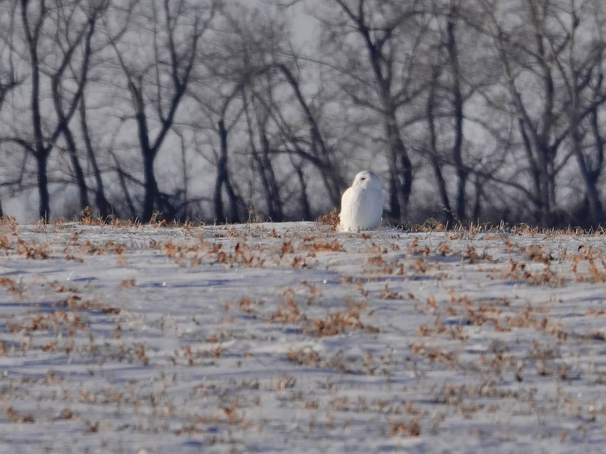 Snowy Owl - ML647394809