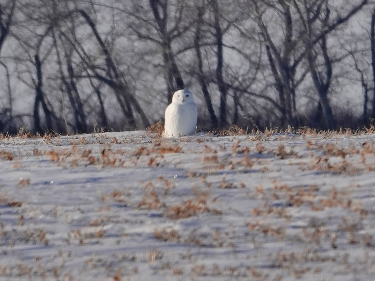 Snowy Owl - ML647394810