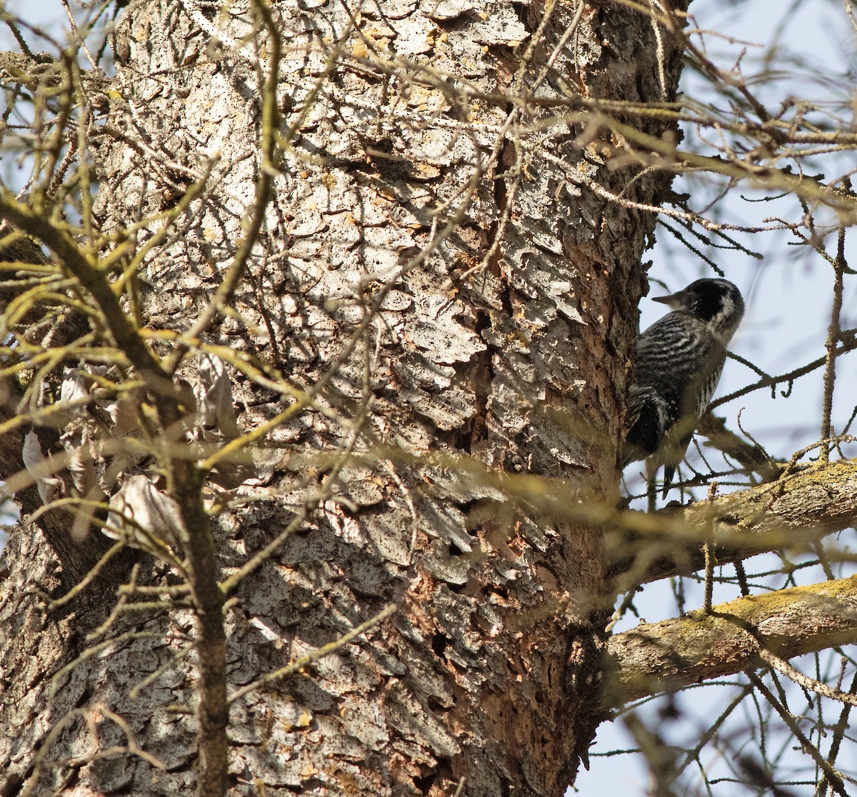 Amerika Üç Parmaklı Ağaçkakanı - ML647394814
