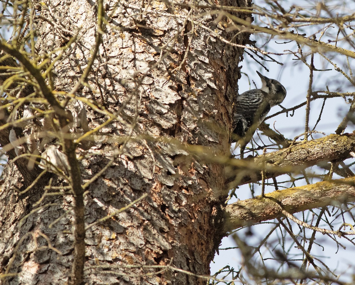 Amerika Üç Parmaklı Ağaçkakanı - ML647394815