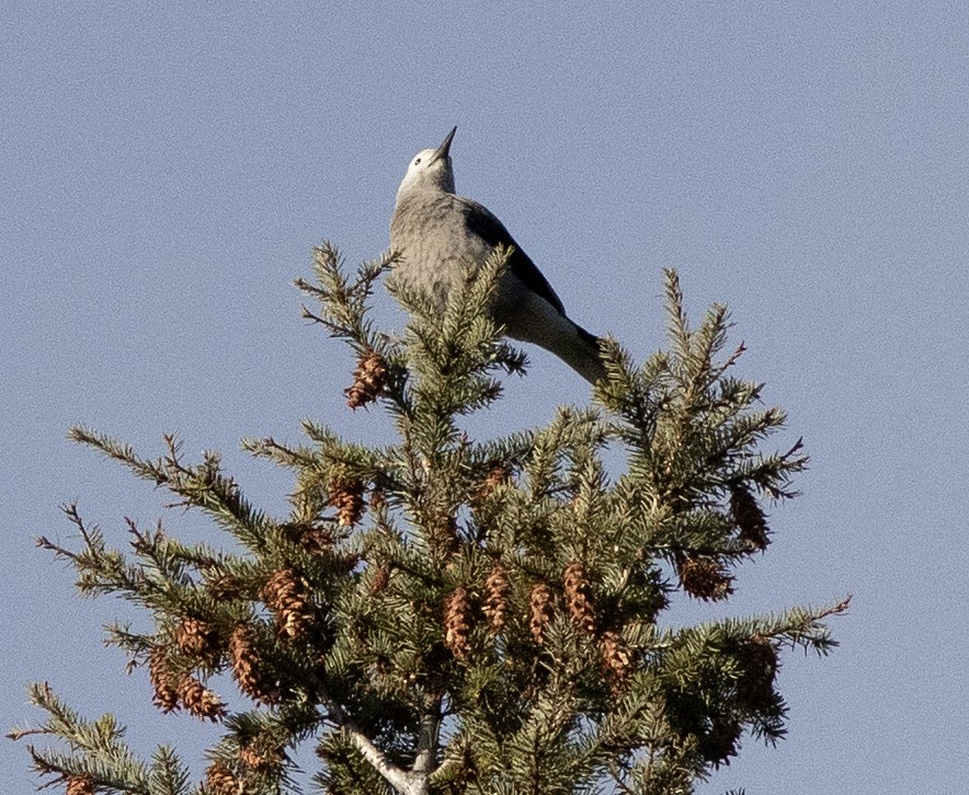 Çam Kargası - ML647394817