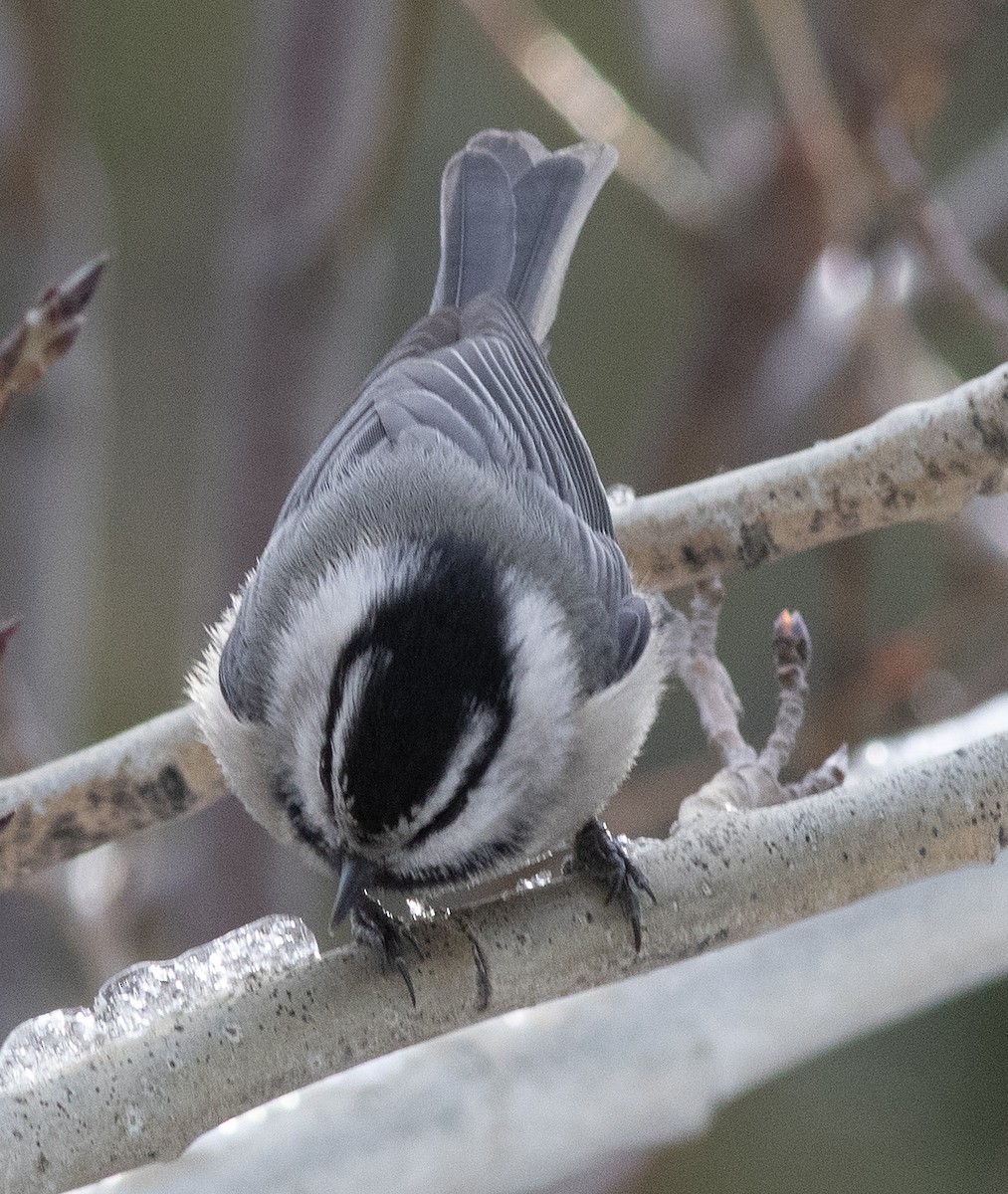 Gambel Baştankarası - ML647394820