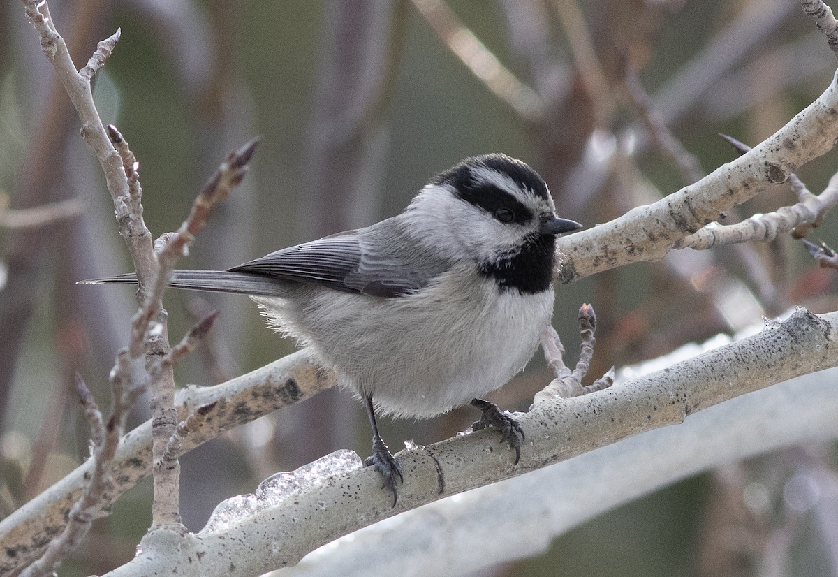 Gambel Baştankarası - ML647394821