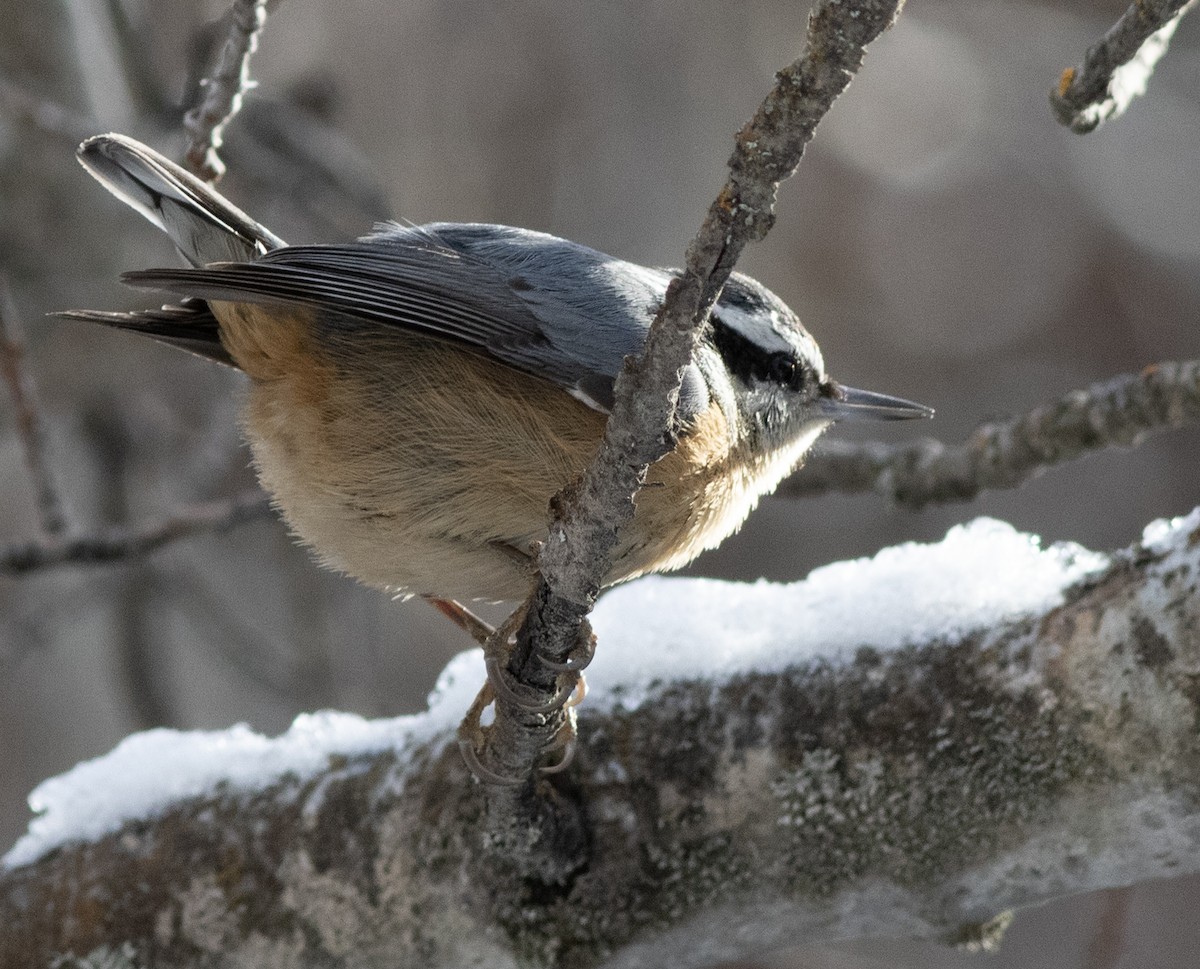 Kanada Sıvacısı - ML647394829