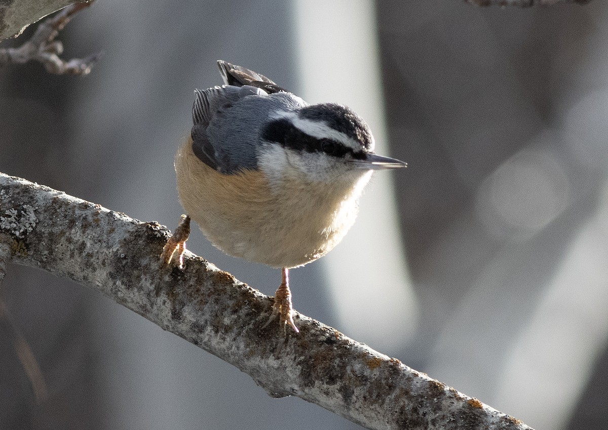 Kanada Sıvacısı - ML647394830