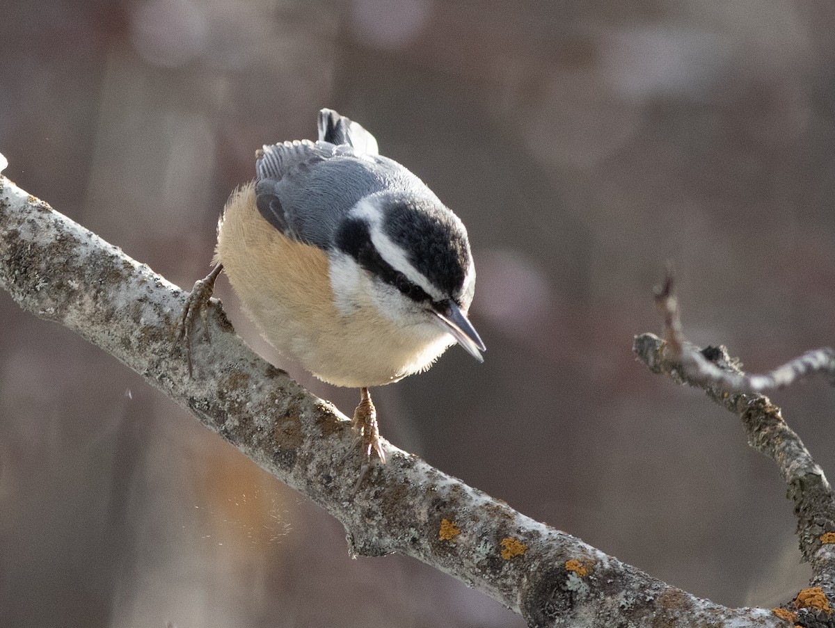 Kanada Sıvacısı - ML647394831