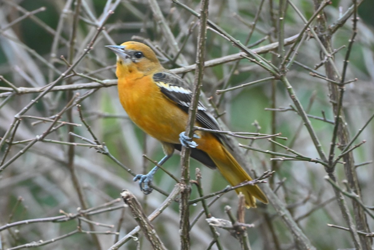 Балтиморский трупиал - ML647394838