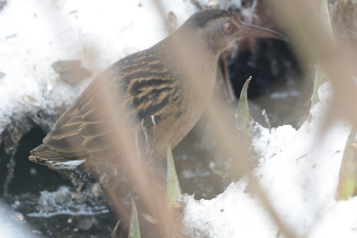 Virginia Rail - ML647394840