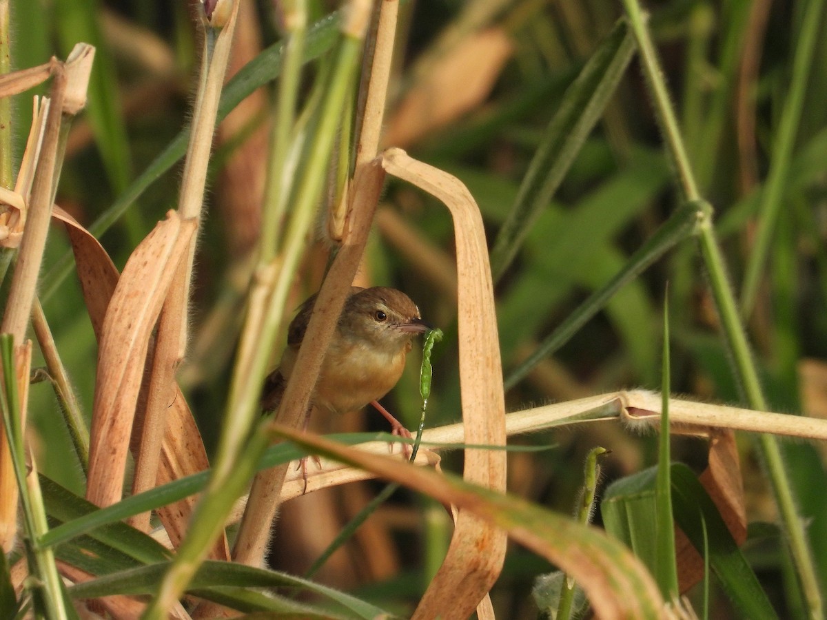 Schlichtprinie - ML647394842