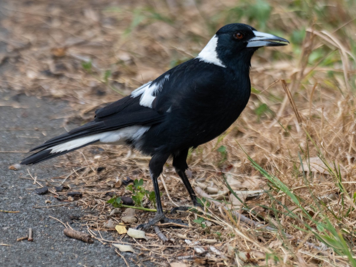 Flötenkrähenstar [tibicen-Gruppe] - ML647394844