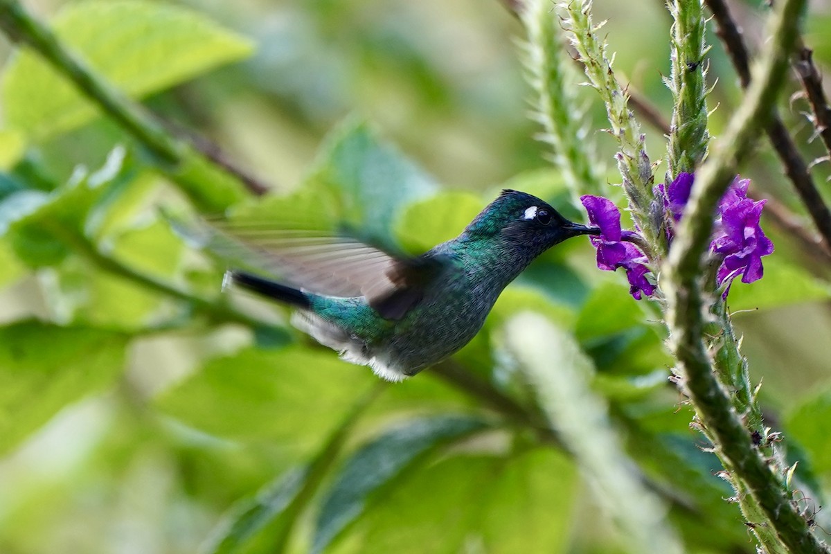 Blausteißamazilie - ML647394845