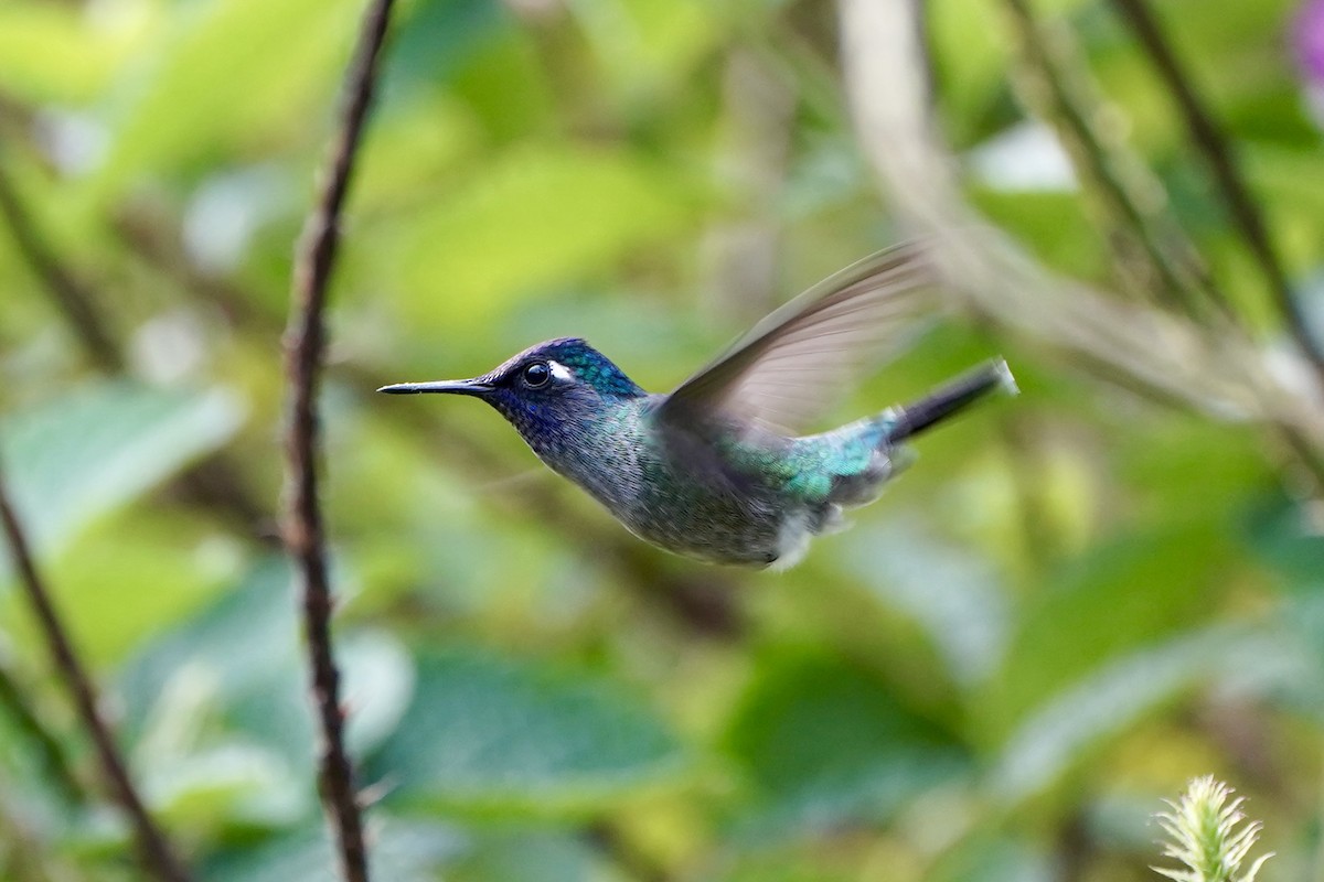 Blausteißamazilie - ML647394846