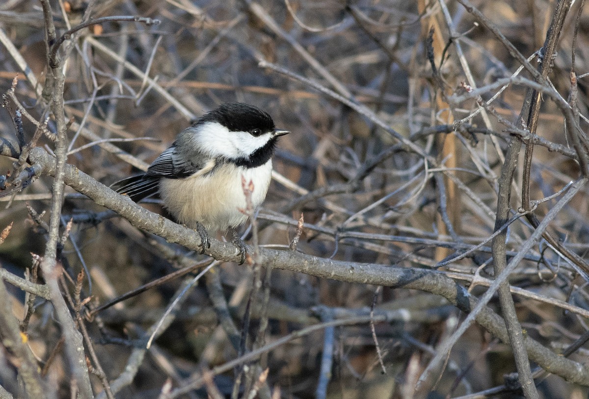 Schwarzkopfmeise - ML647394848