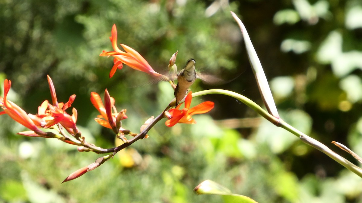 Violettkehl-Sternkolibri - ML647394849