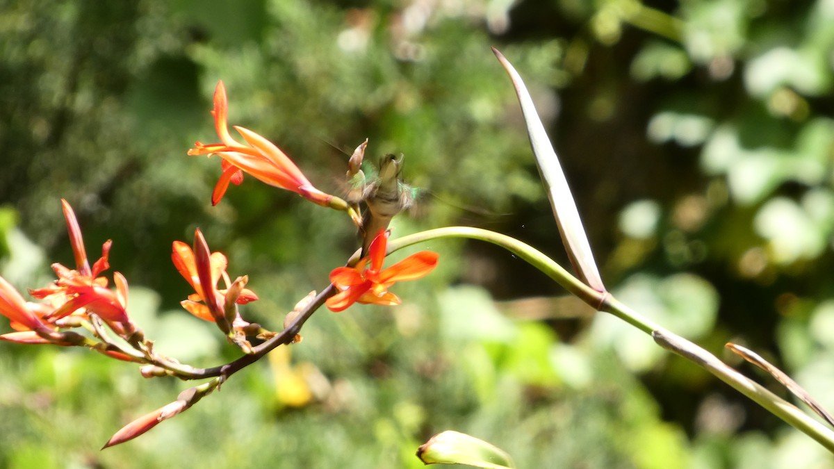 Violettkehl-Sternkolibri - ML647394850