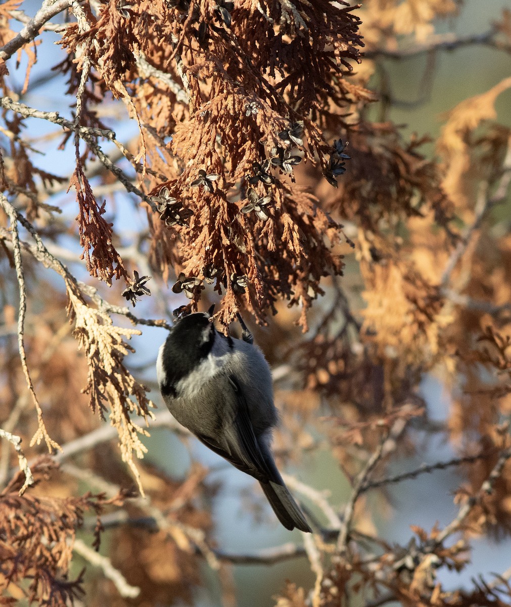 Gebirgsmeise - ML647394851