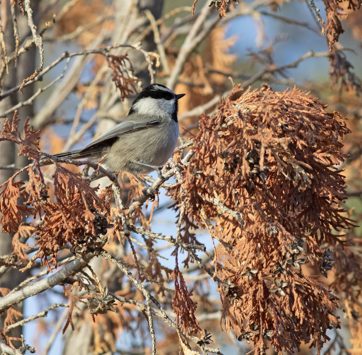 Gebirgsmeise - ML647394852